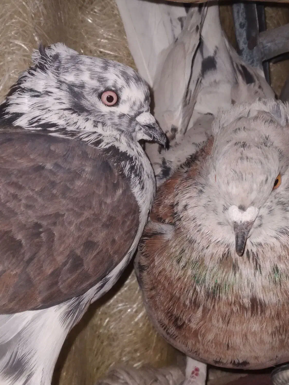 کفتر گمشده|پرنده|بروجرد, |دیوار