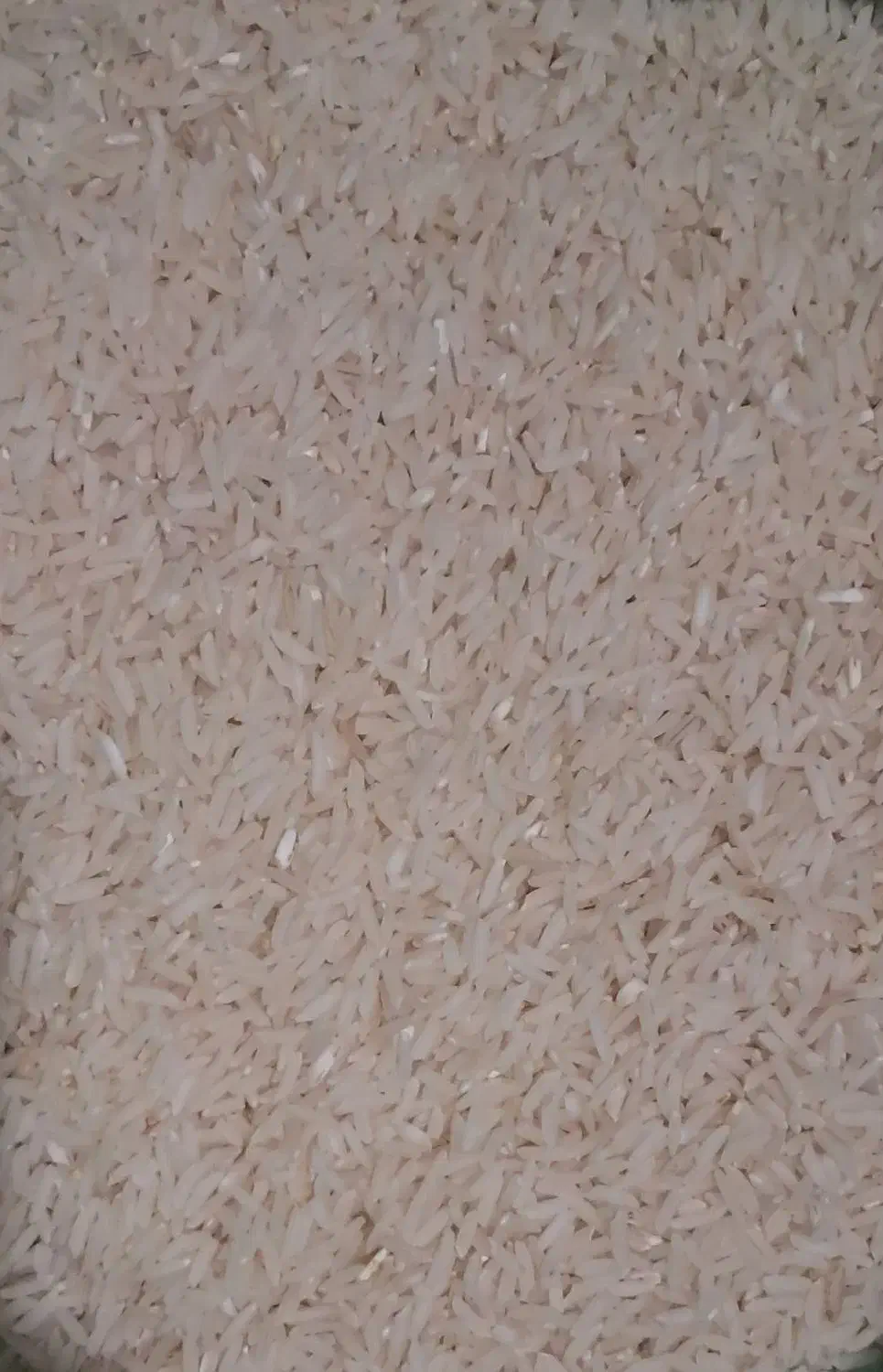 برنج ایرانی|عمده‌فروشی|مشگین شهر, |دیوار