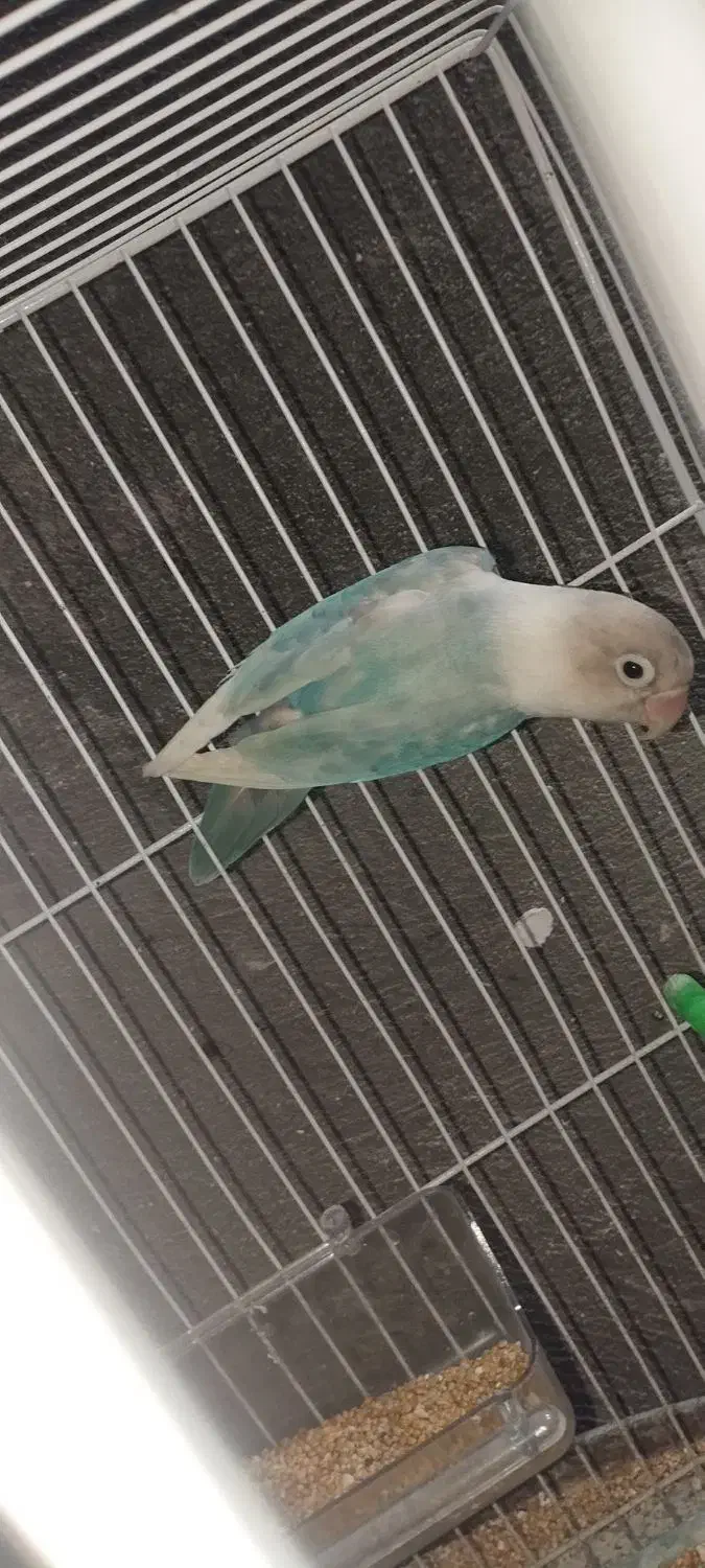 فروش معاوضه کوتوله رنگ خاص نژاد اپلاین گرین ومارال|پرنده|تربت جام, علوی|دیوار