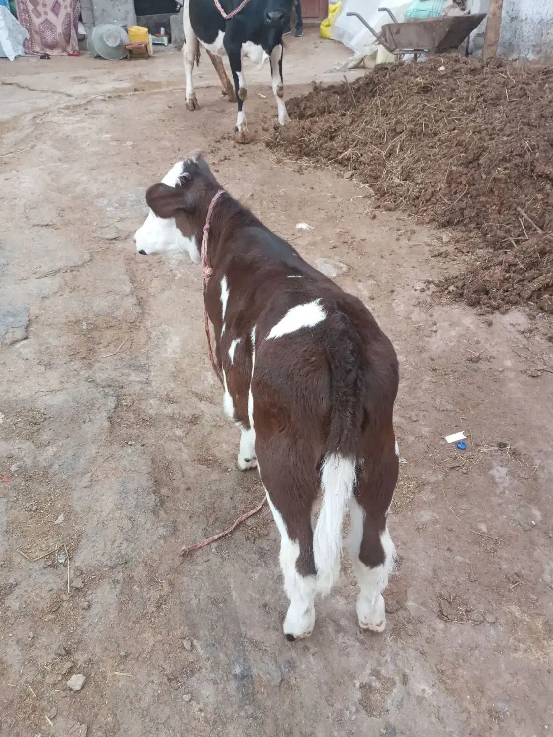 گاو شیری با گوساله ماده سیمینتال|حیوانات مزرعه|مشگین شهر, |دیوار