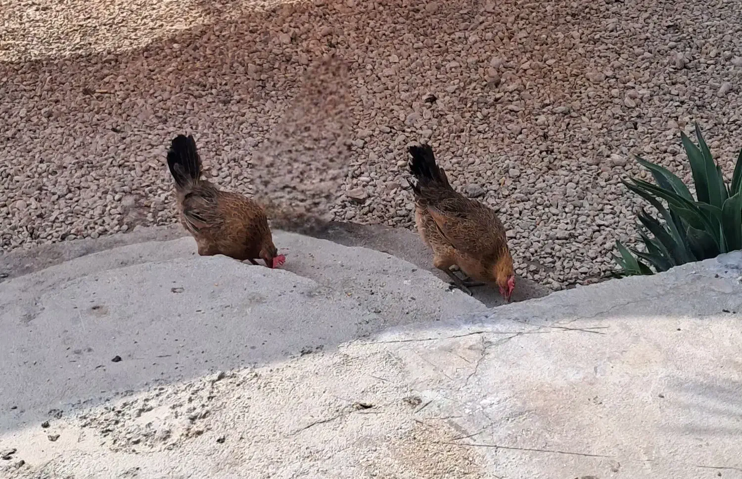 مرغ محلی اصل|حیوانات مزرعه|لامرد, |دیوار