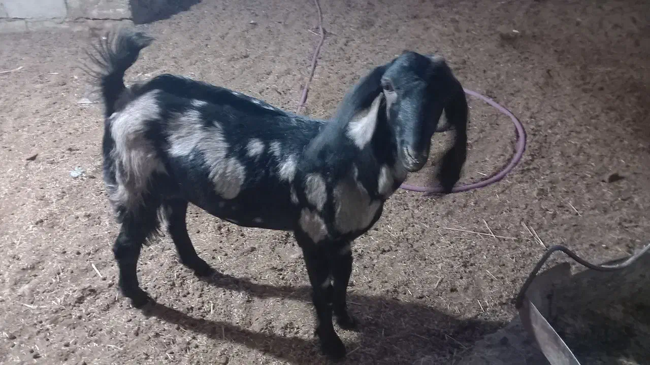 کهره ماده|حیوانات مزرعه|سیستان, |دیوار