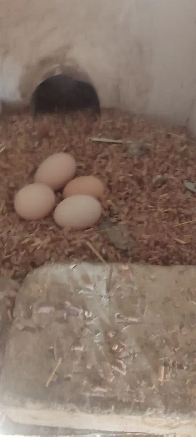 فروش تخم مرغ|حیوانات مزرعه|زنجان, |دیوار