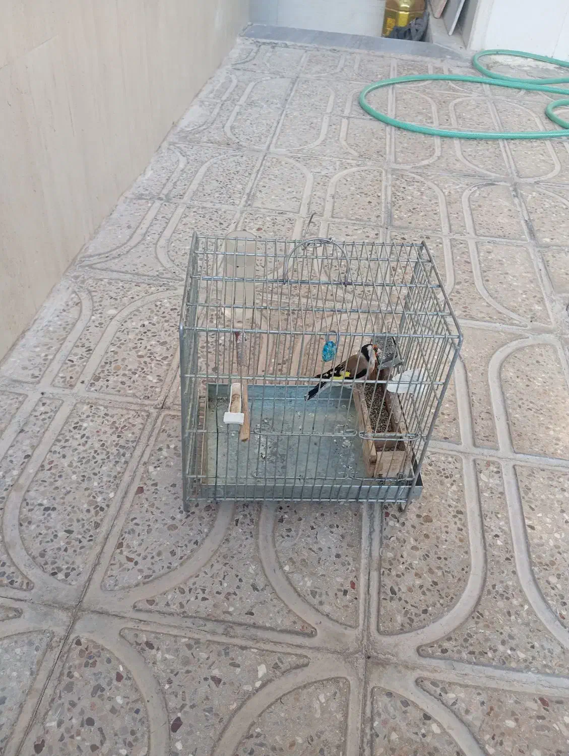 سهره سرسیاه|پرنده|سیدان, |دیوار