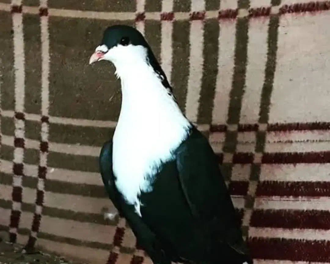 کفتر|پرنده|صوفیان, |دیوار