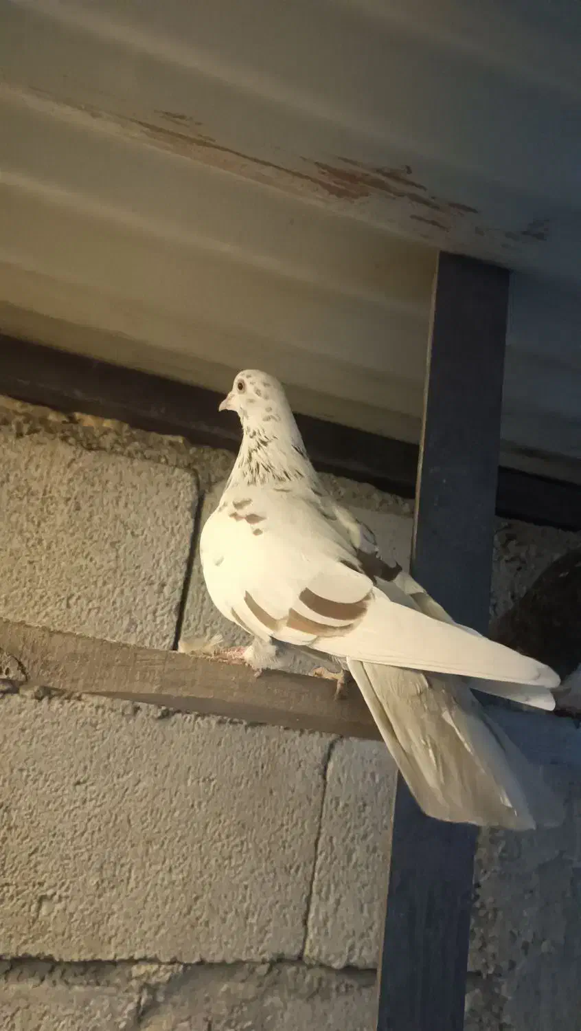 کبوتر|پرنده|ماکو, |دیوار