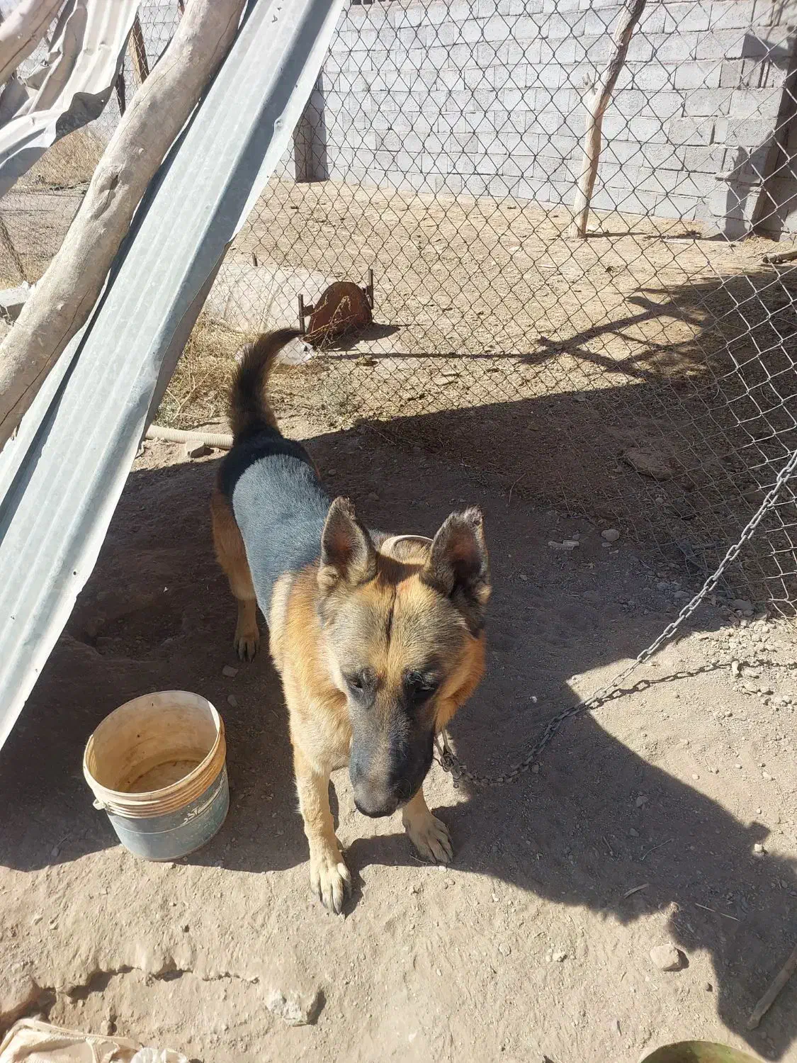 سگ ژرمن بسیار هوشیار و زبون فهم|سگ|شهر بابک, |دیوار