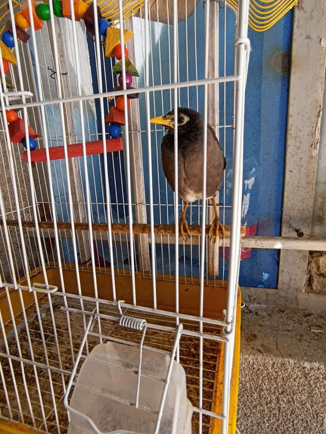 مینا اهلی|پرنده|سراوان, |دیوار