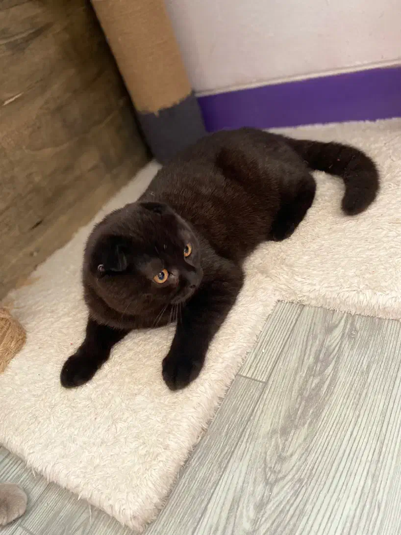 گربه اسکاتیش مشکی|گربه|شیراز, ریشمک|دیوار