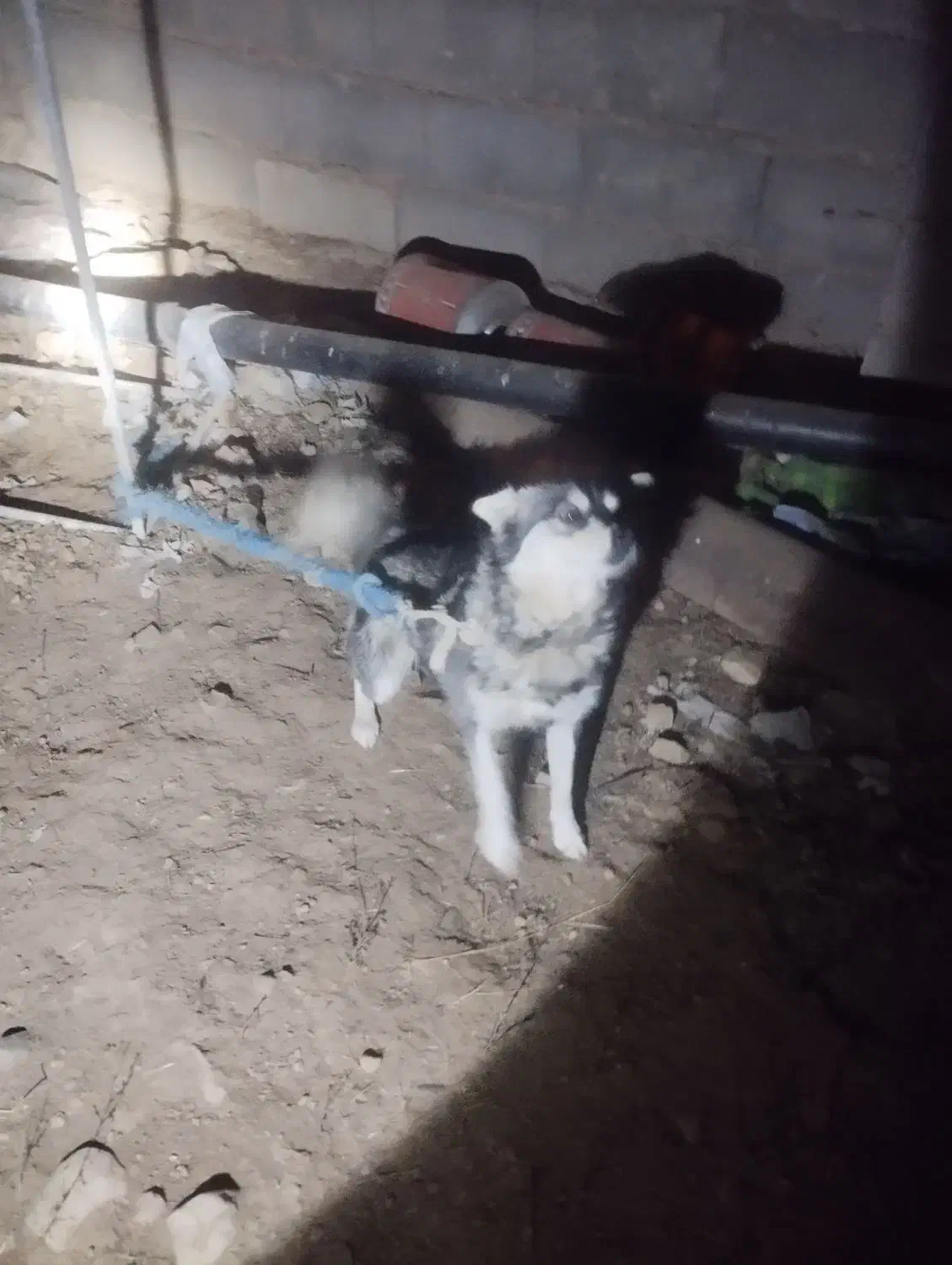 بسیارباهوش  وخیلی  با ادب  وبامرام|سگ|یاسوج, |دیوار