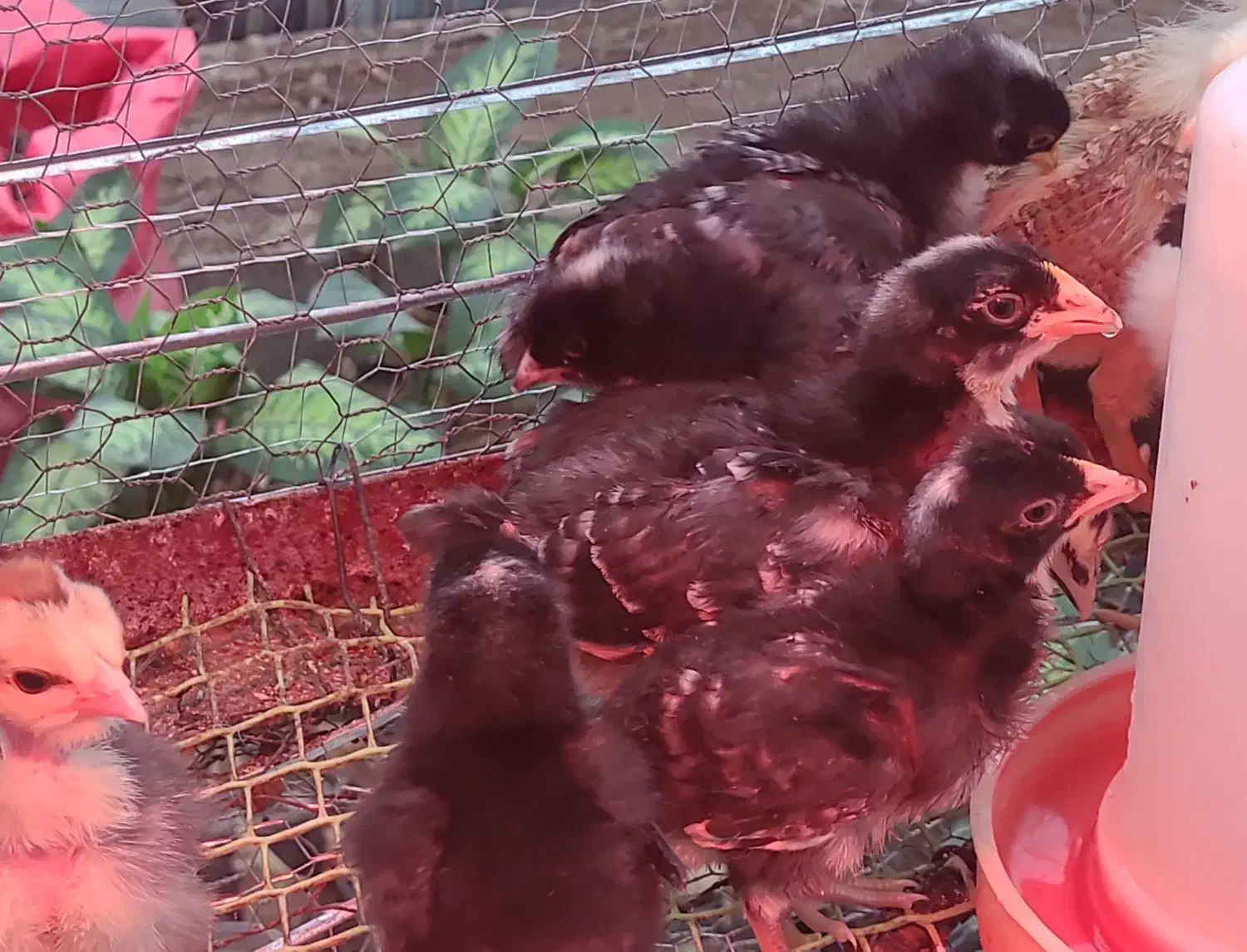 انواع جوجه ۵ روزه تا مرغ و خروس وبوقلبون|حیوانات مزرعه|خرم‌آباد (تنکابن), |دیوار