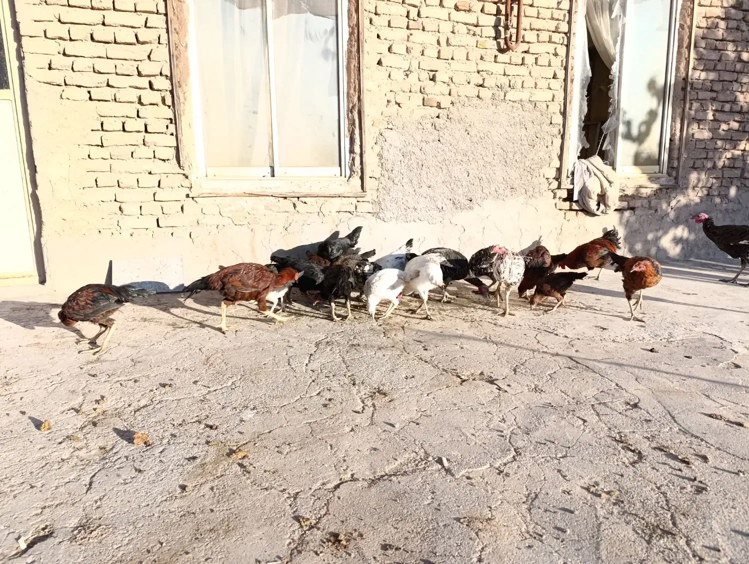 مرغ و خروس لاری  خانگی بوقلمون|حیوانات مزرعه|قلندر آباد, |دیوار