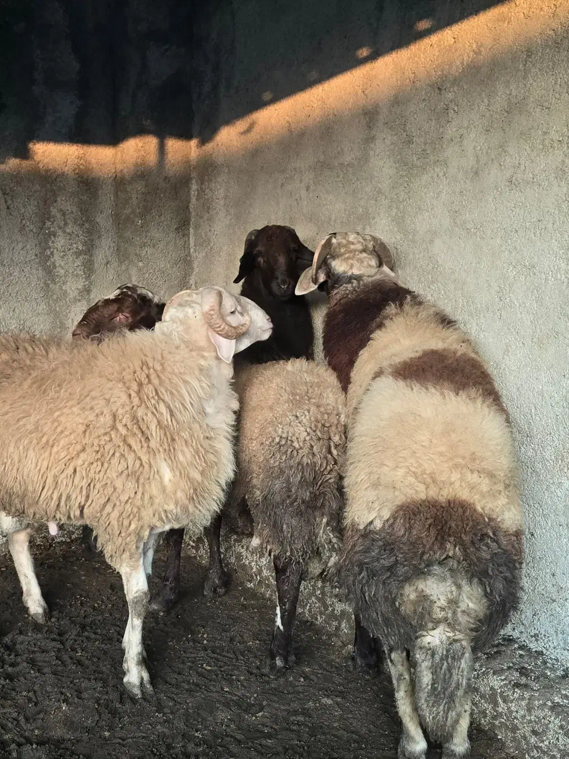 دام گوسفندی|حیوانات مزرعه|سورک, |دیوار