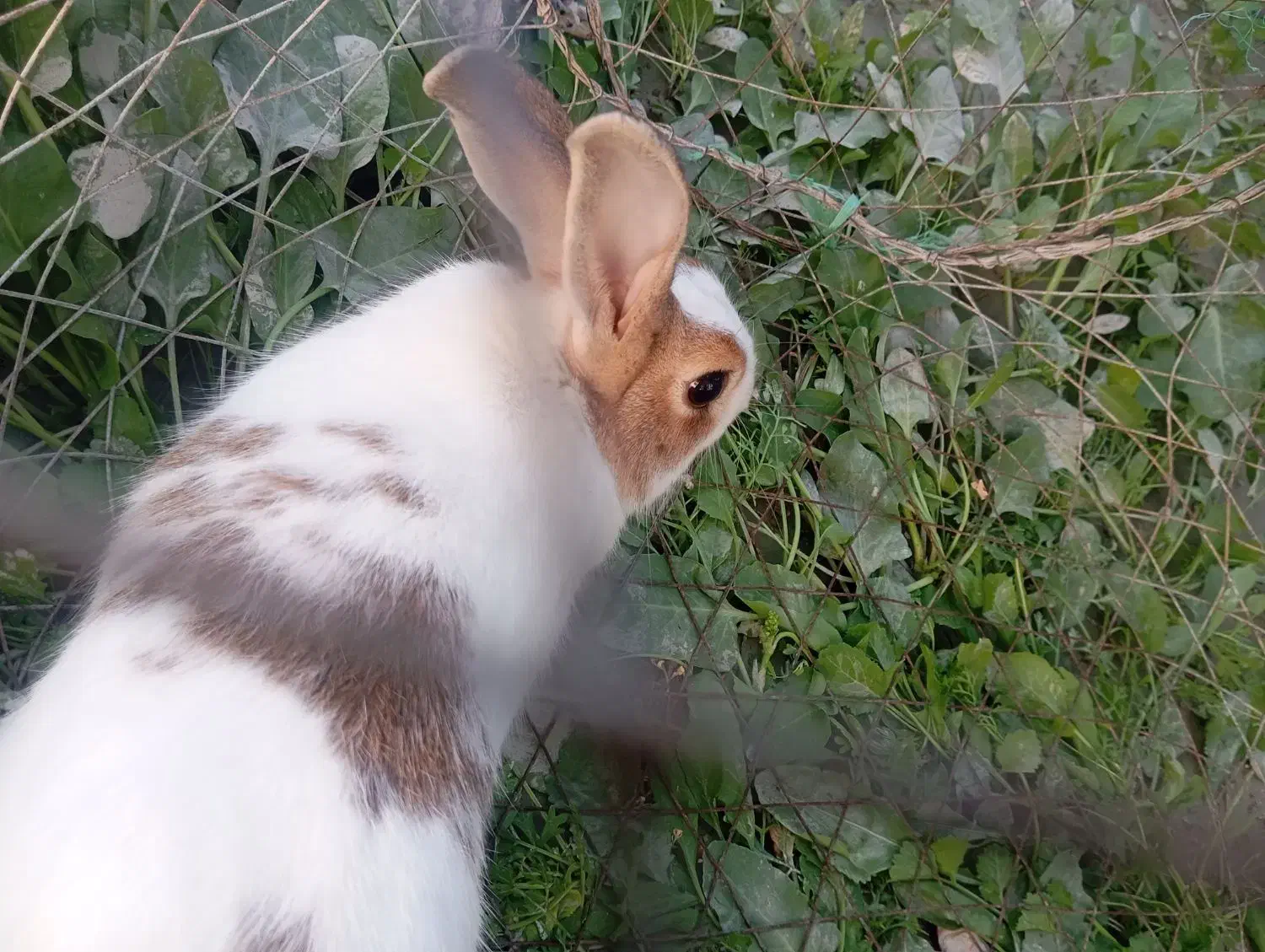 خرگوش نر|موش و خرگوش|درگهان, |دیوار