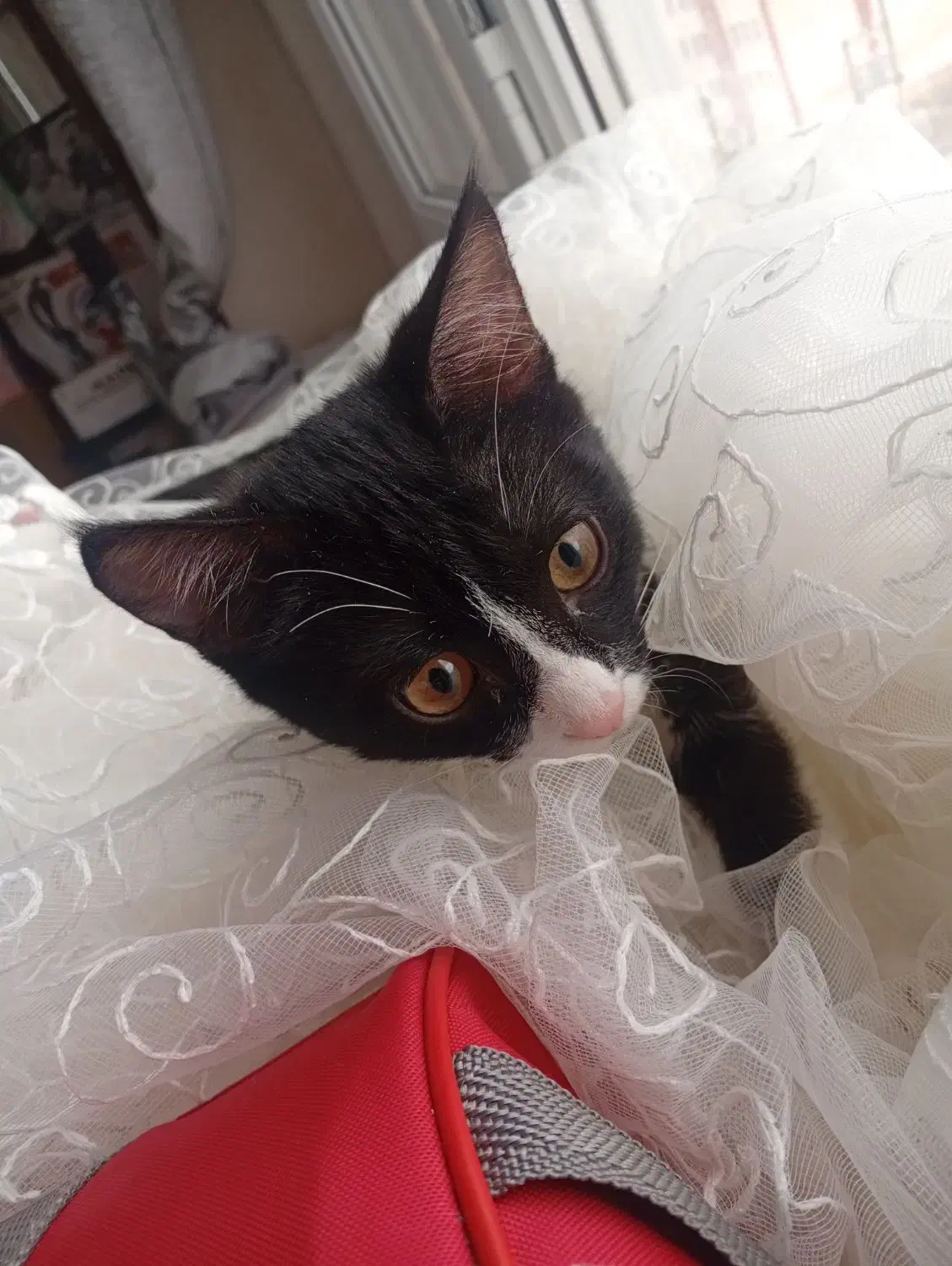 گربه ماده|گربه|پرند, فاز ۵|دیوار