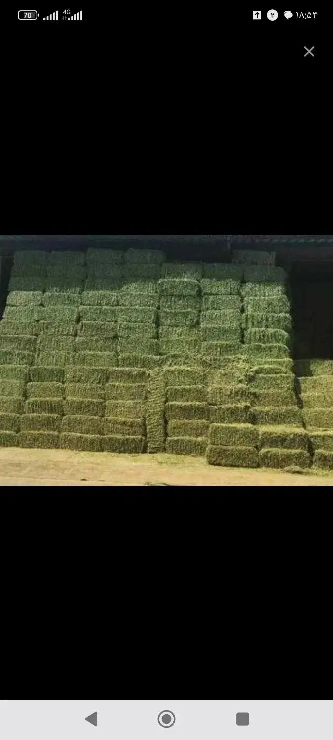 یونجه درجه یک تحویلی|لوازم جانبی حیوانات|کوهدشت, |دیوار