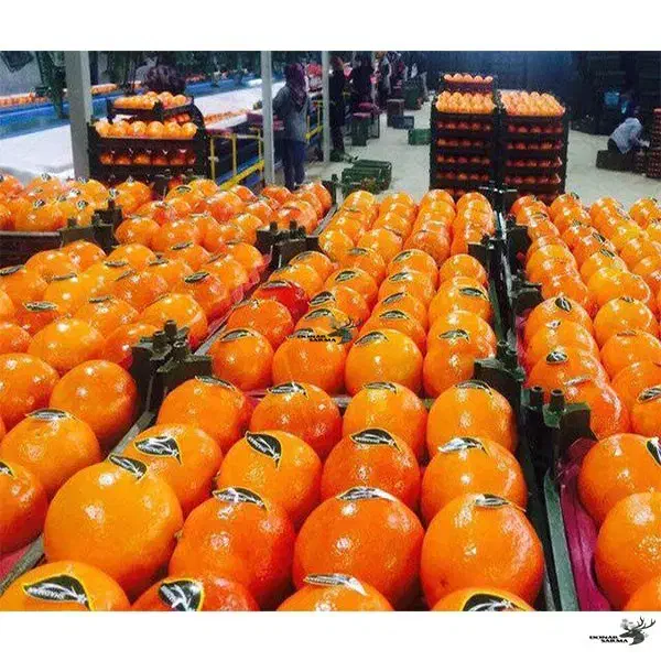 ایجاد واحد سردخانه‌ای جهت نگهداری و صادرات پرتقال|ماشین‌آلات صنعتی|تنکابن, |دیوار