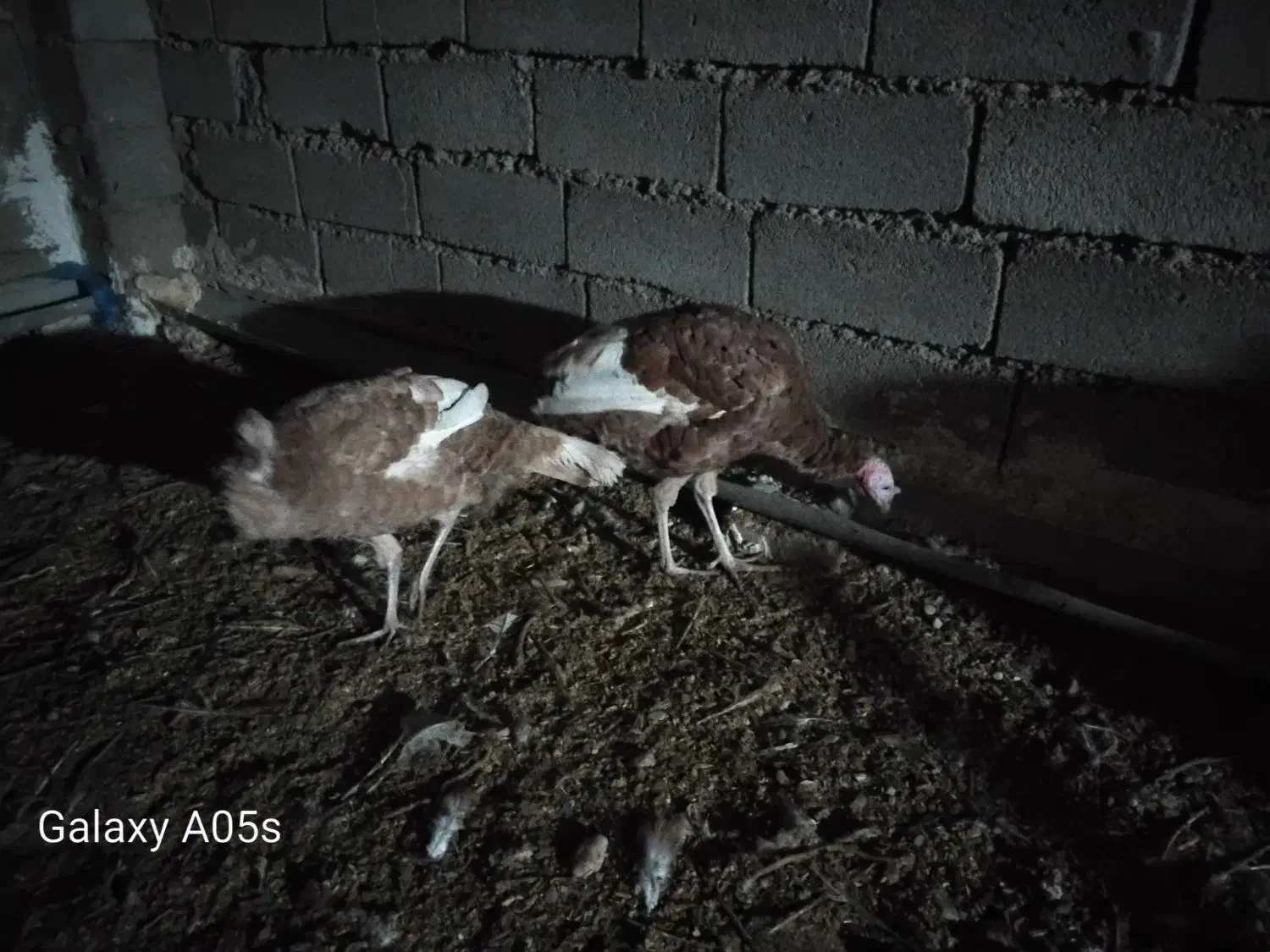 بوقلمون *|حیوانات مزرعه|صحنه, |دیوار