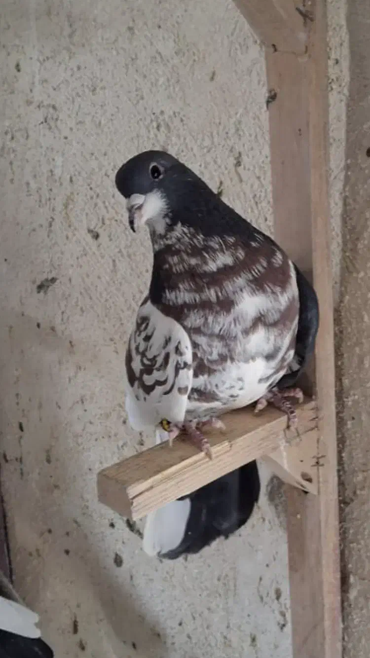 چپ خال نر|پرنده|شیراز, کرونی(خاتونک)|دیوار