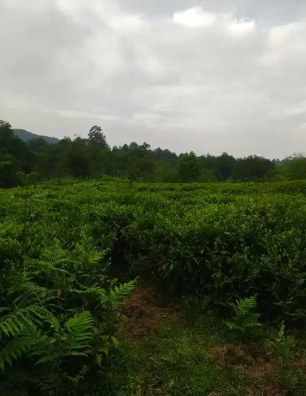 زمین واقع در چماچا|فروش زمین و ملک کلنگی|شفت, |دیوار