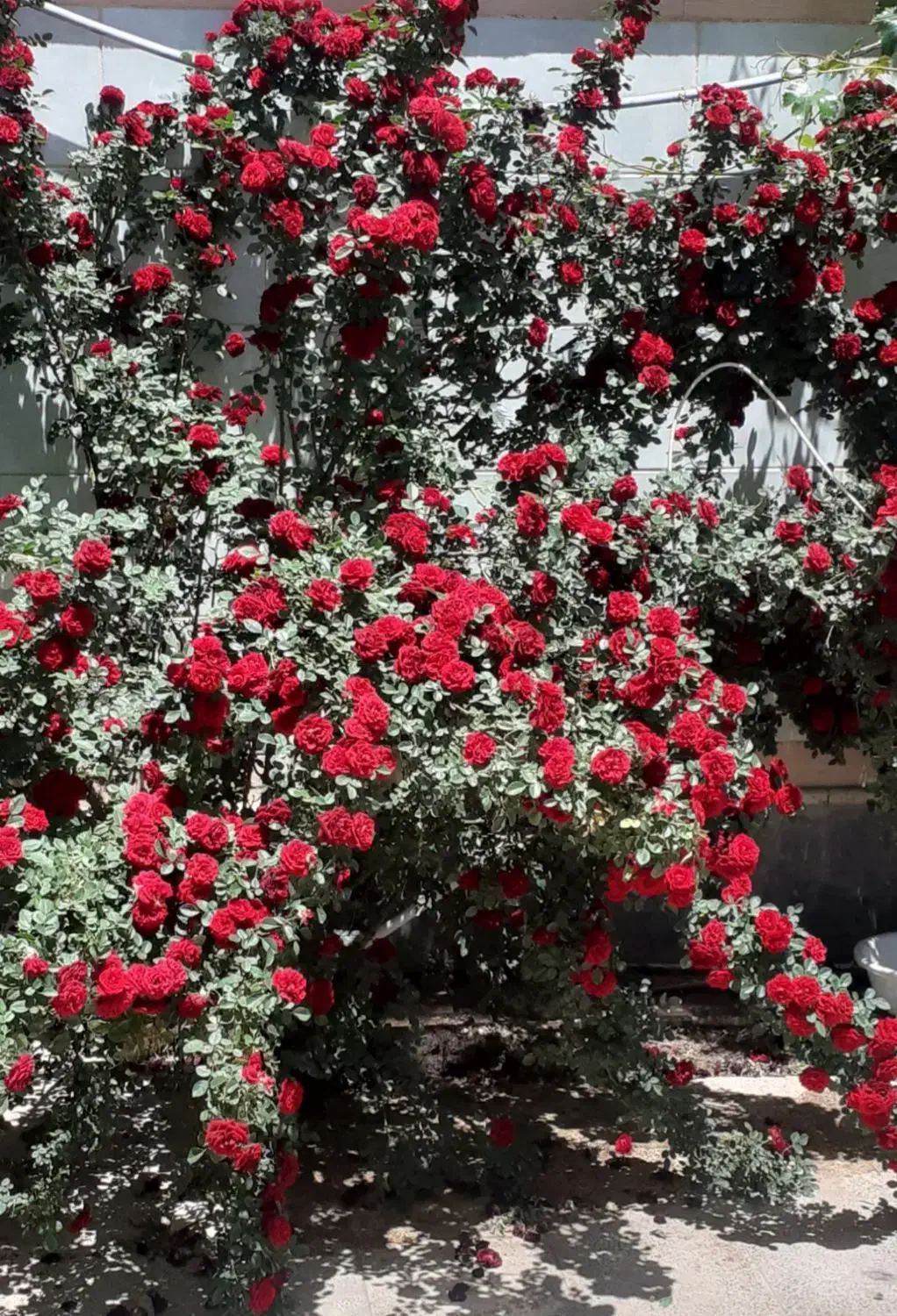 فروش ی واحد مسکونی در گلباف|فروش خانه و ویلا|گلباف, |دیوار