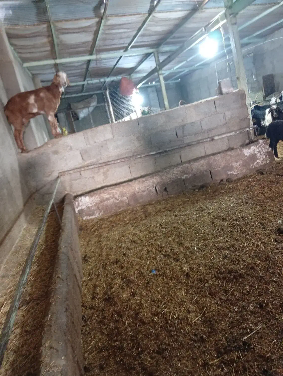 شیر گوسفندی|حیوانات مزرعه|بشاریات, |دیوار