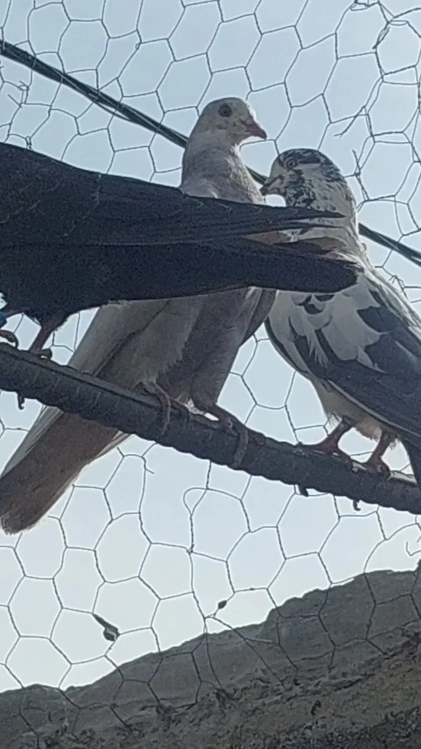 تعدادی کبوتر پرشی|پرنده|زید آباد, |دیوار