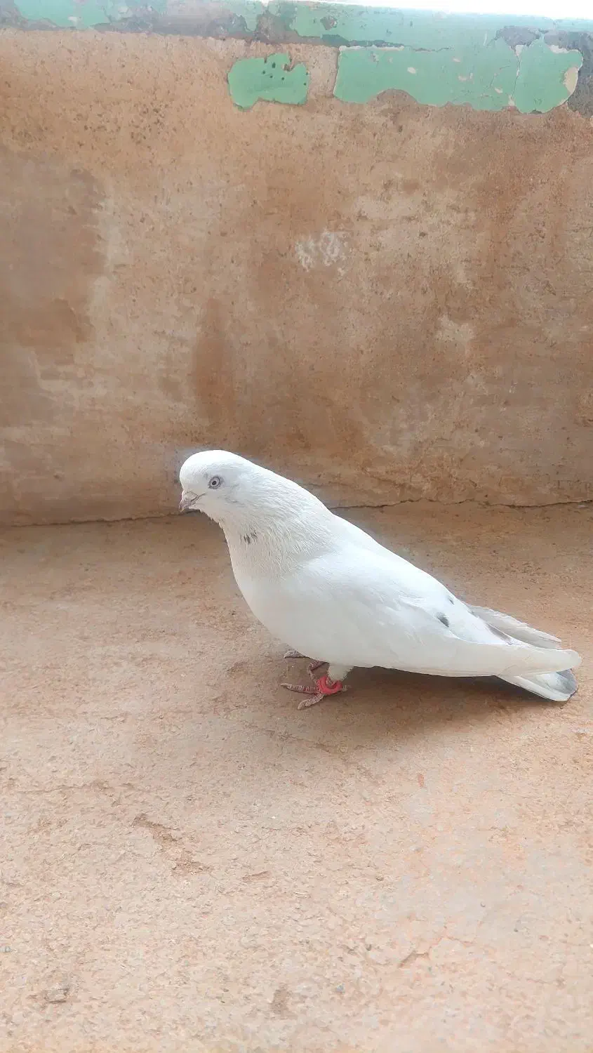 کبوتر|پرنده|بروجن, |دیوار