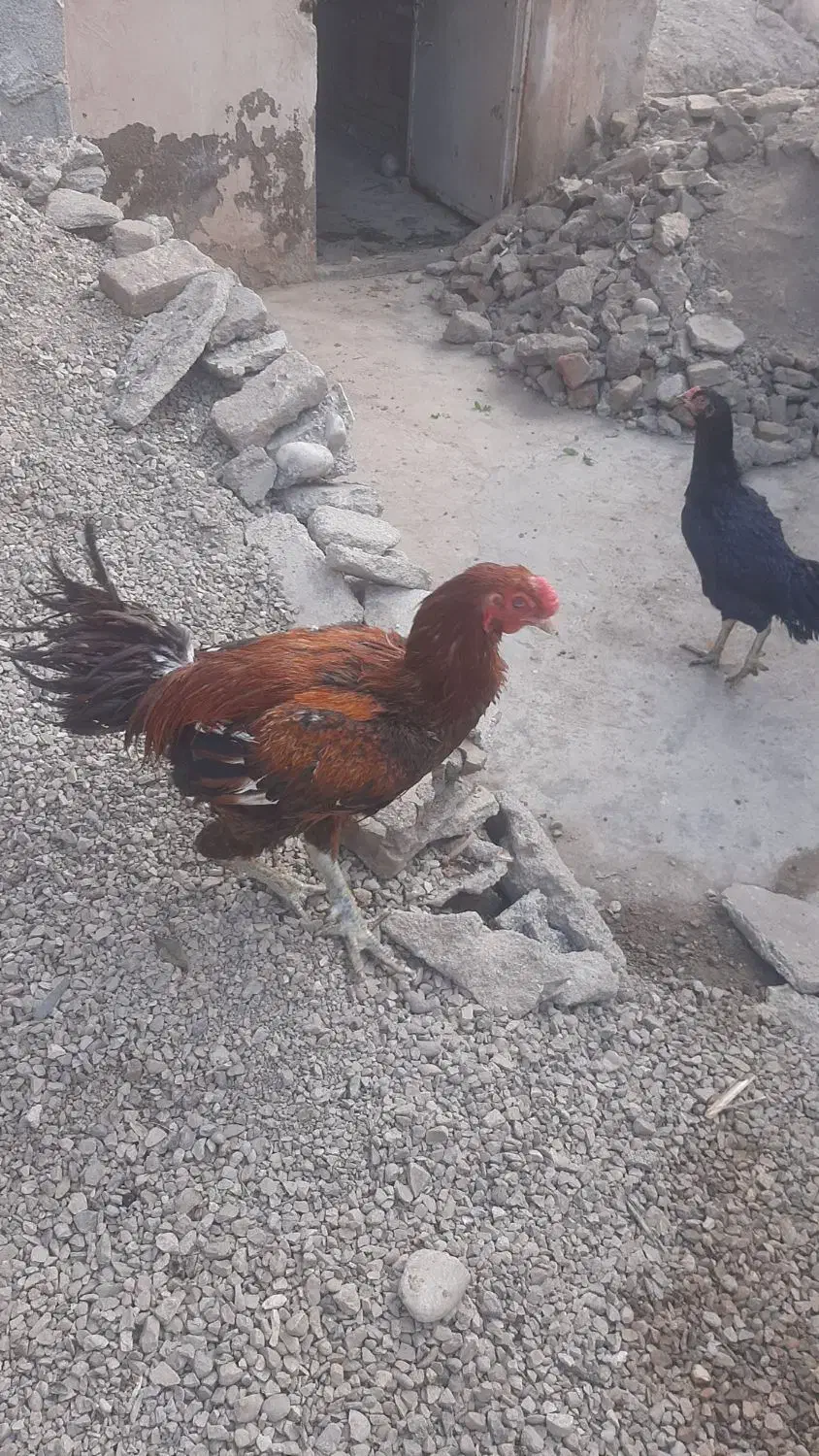 مرغ وخروس لاری|حیوانات مزرعه|آزادشهر, |دیوار