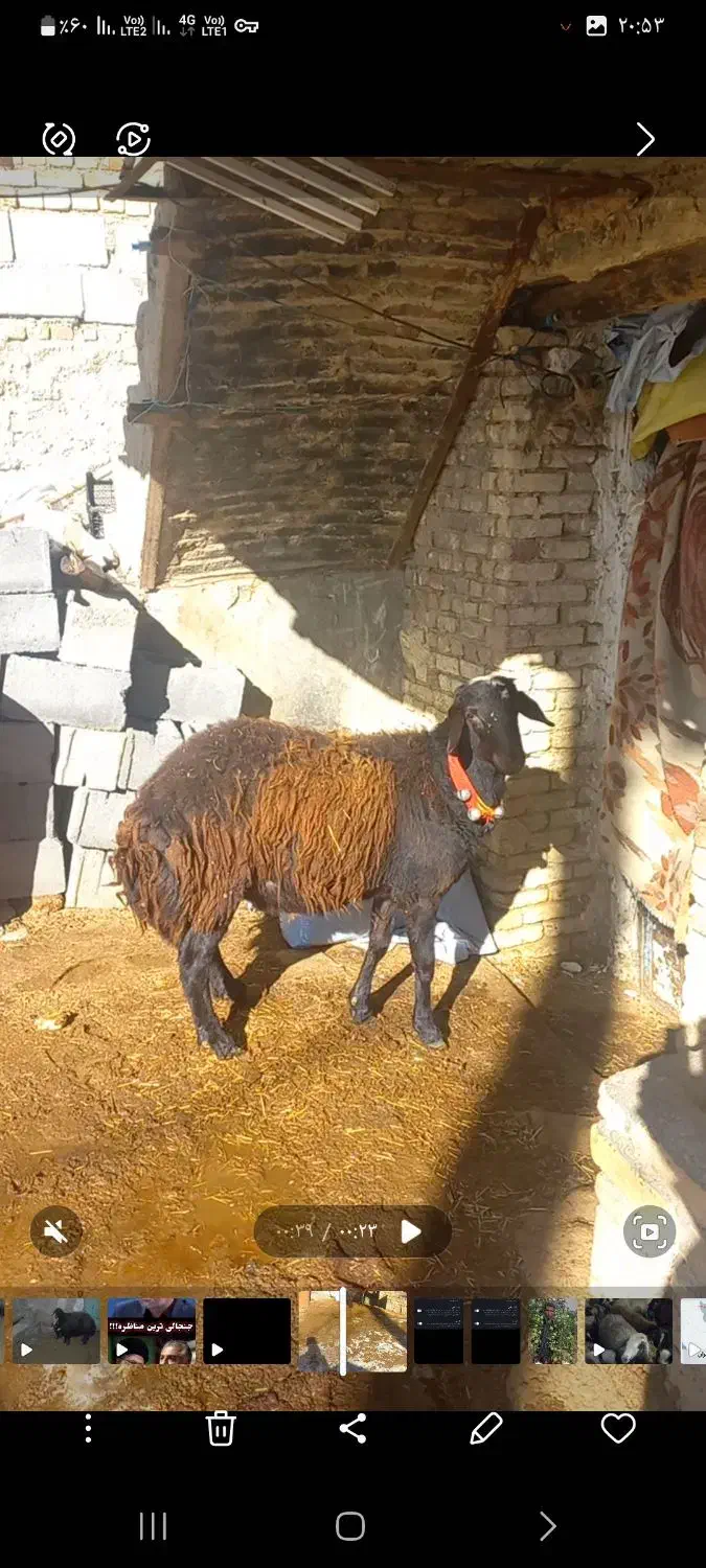 بره قوچ|حیوانات مزرعه|خمین, |دیوار