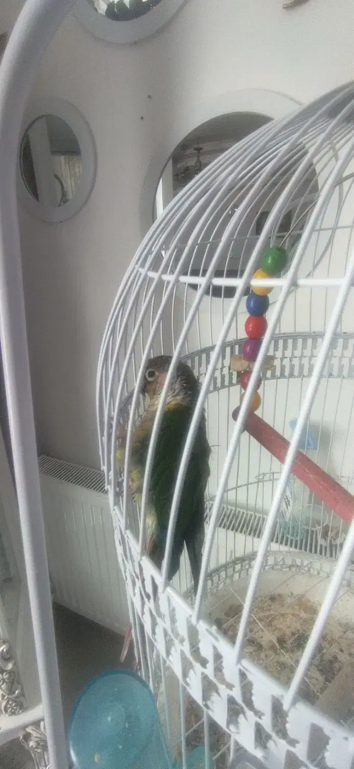 گرینچیک نر سالم و سرحال|پرنده|فردوس (خراسان), |دیوار