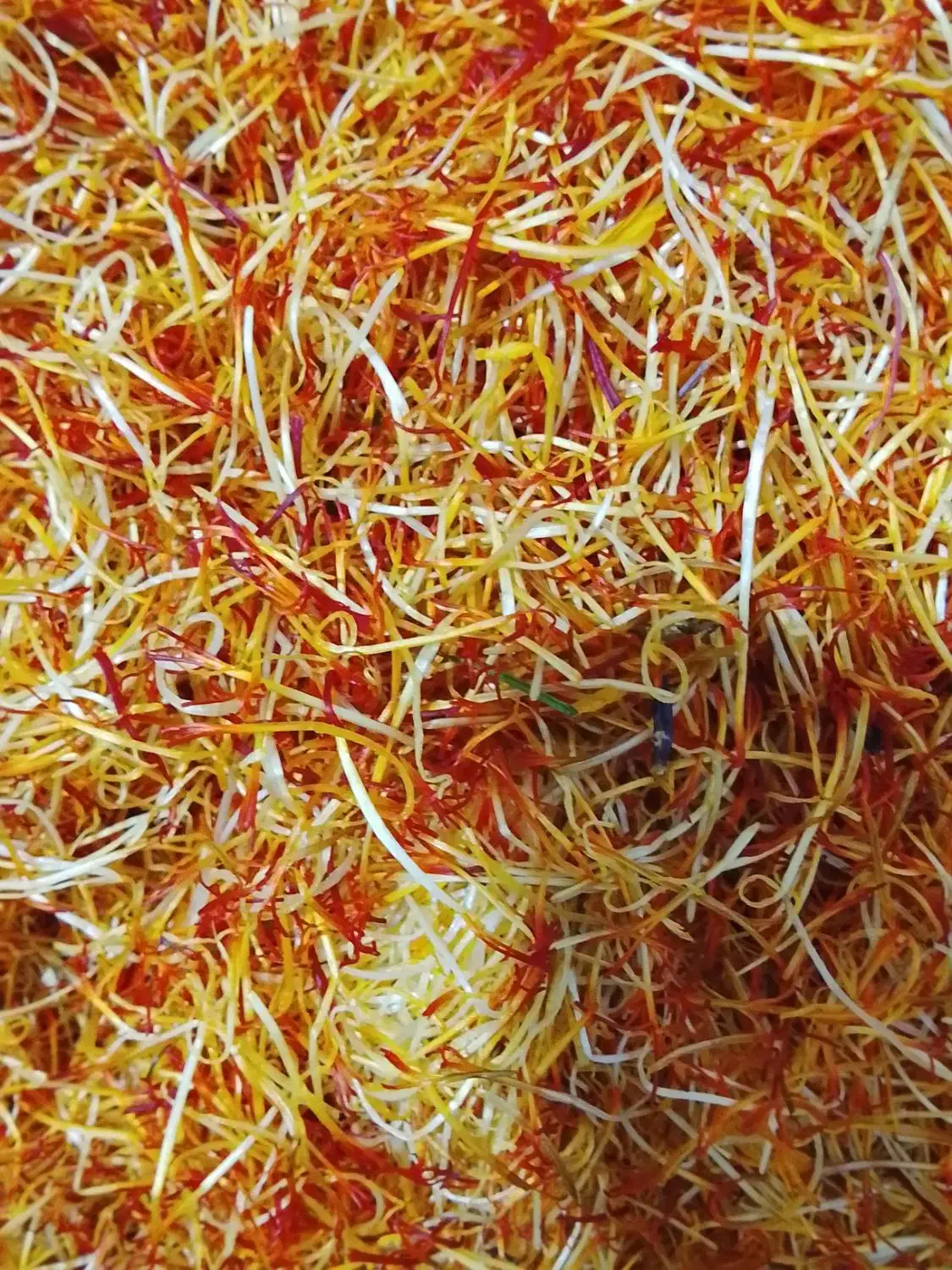 خامه زعفران|عمدهفروشی|کوزران, |دیوار