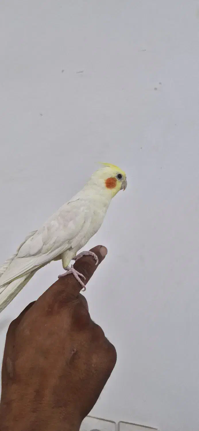 عروس هلندی سخنگو|پرنده|فردوس (خراسان), |دیوار