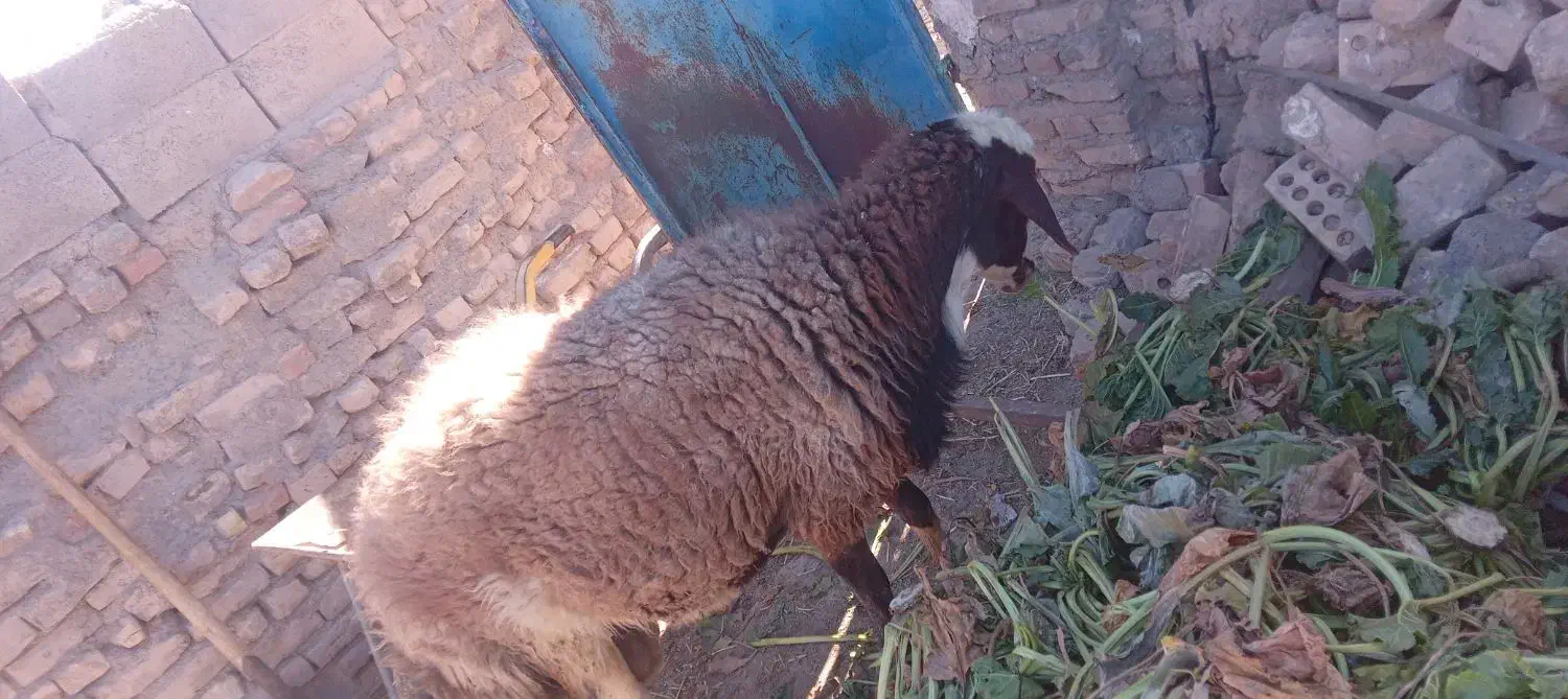 قوچ افشاری|حیوانات مزرعه|نیمبلوک, |دیوار