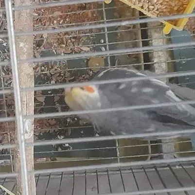 جفا عروس هلندی|پرنده|رباط‌کریم, رباط‌کریم|دیوار