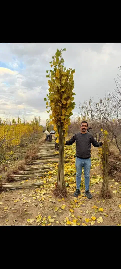 صنوبر پُررشد مناسب کاشت عمده و تکدرخت|خدمات باغبانی و درختکاری|ماکو, |دیوار