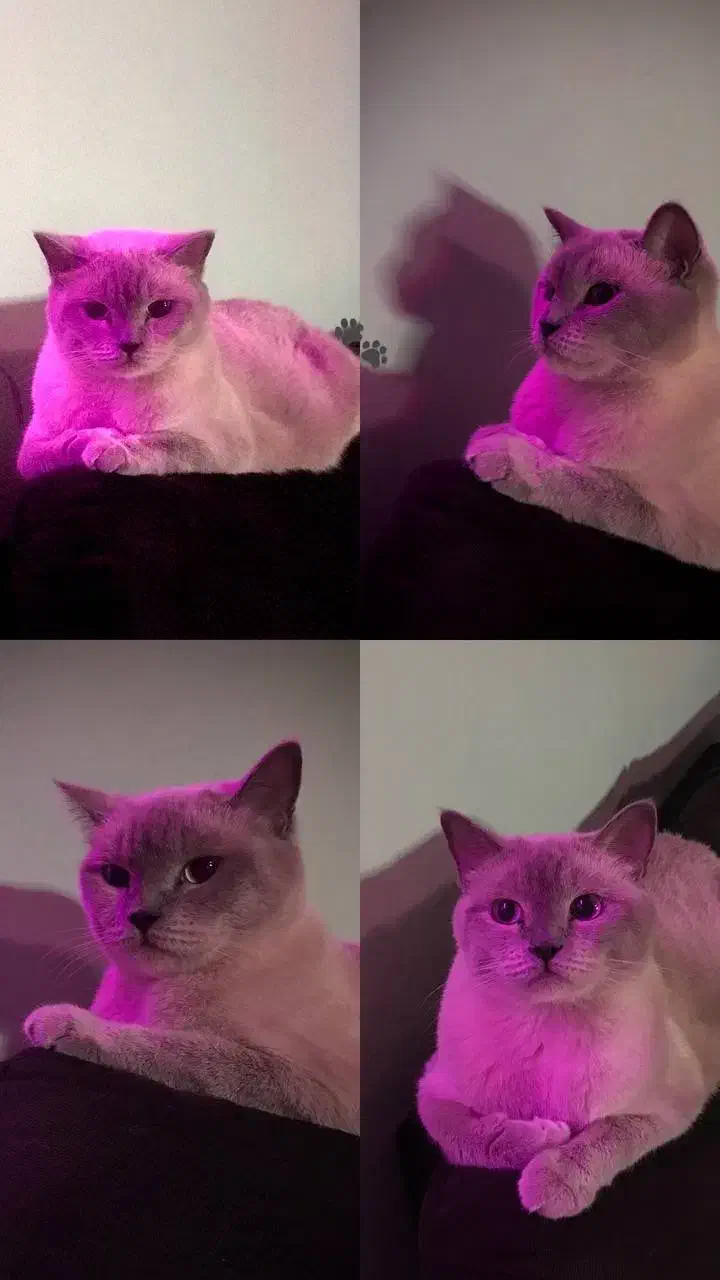 اسکاتیش جفت|گربه|گرگان, |دیوار