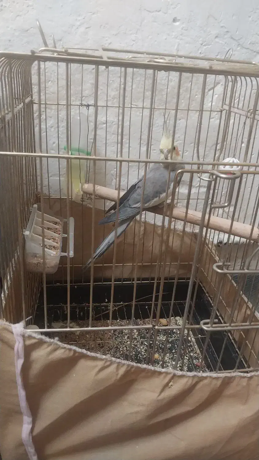 عروس هلندی نر|پرنده|پاکدشت, پاکدشت (مامازند)|دیوار