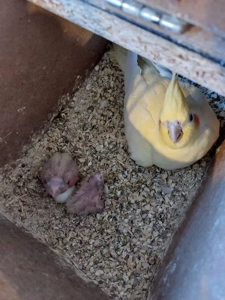 عروس هلندی دوکت لوتینو جفت با تخم و جوجه|پرنده|مشهد, شهرک مهرگان|دیوار