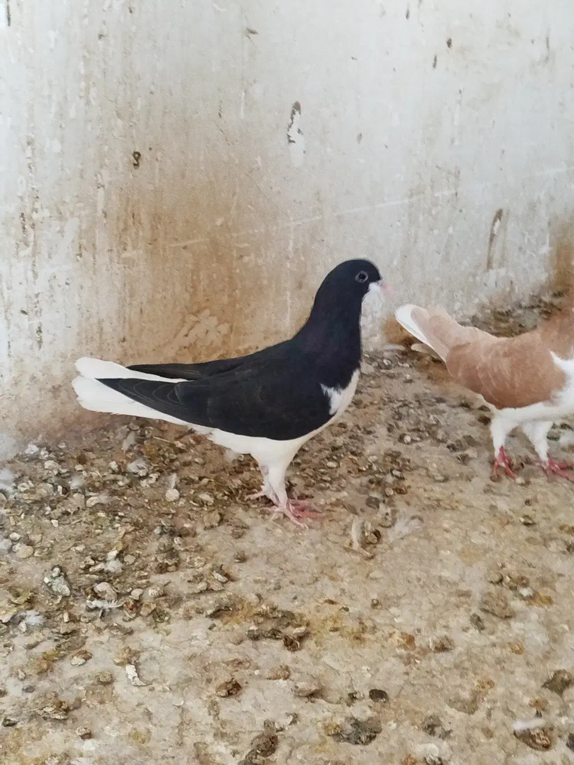 شهری فروشی|پرنده|محمله, |دیوار