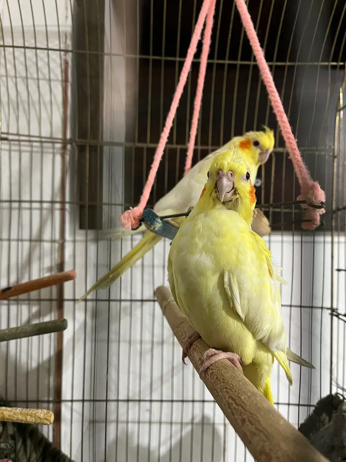 جوجه عروس هلندی|پرنده|گرمسار, |دیوار