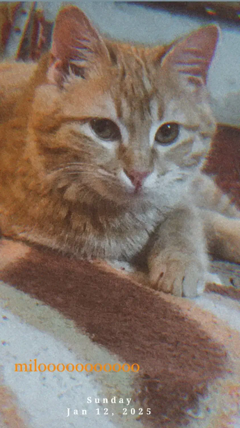 گربه میکس دی اس اچ و اسکاتیش|گربه|گرگان, |دیوار