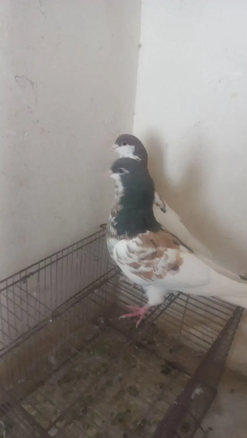 جفت یال سرخ گلدار وسرخ دم سفید نر|پرنده|شیراز, فاضل|دیوار