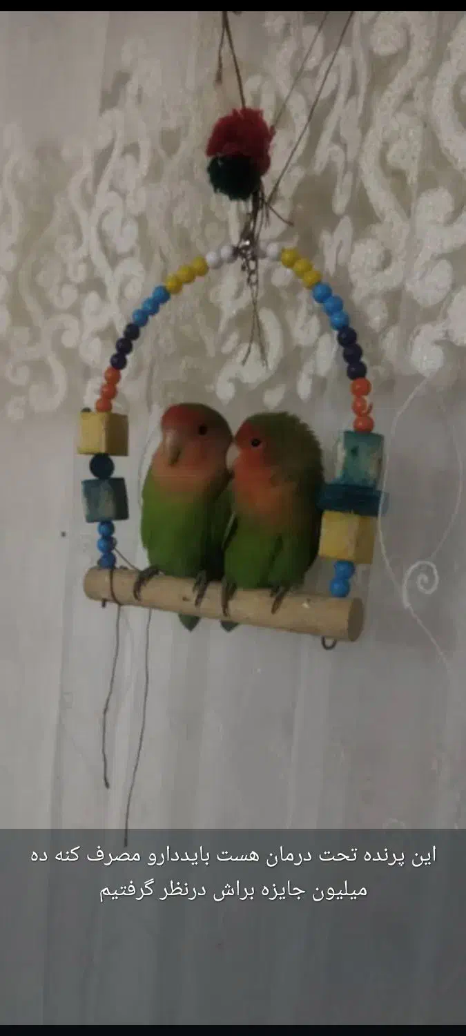 10 ملیون مژدگانی پرنده گم شده میدهیم تحت درمان هست|پرنده|جهرم, |دیوار
