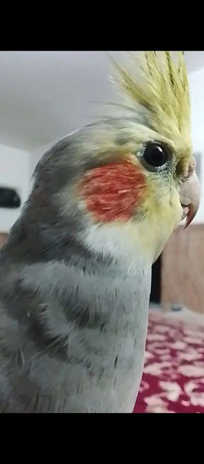 گم شده|حیوانات|تایباد, |دیوار