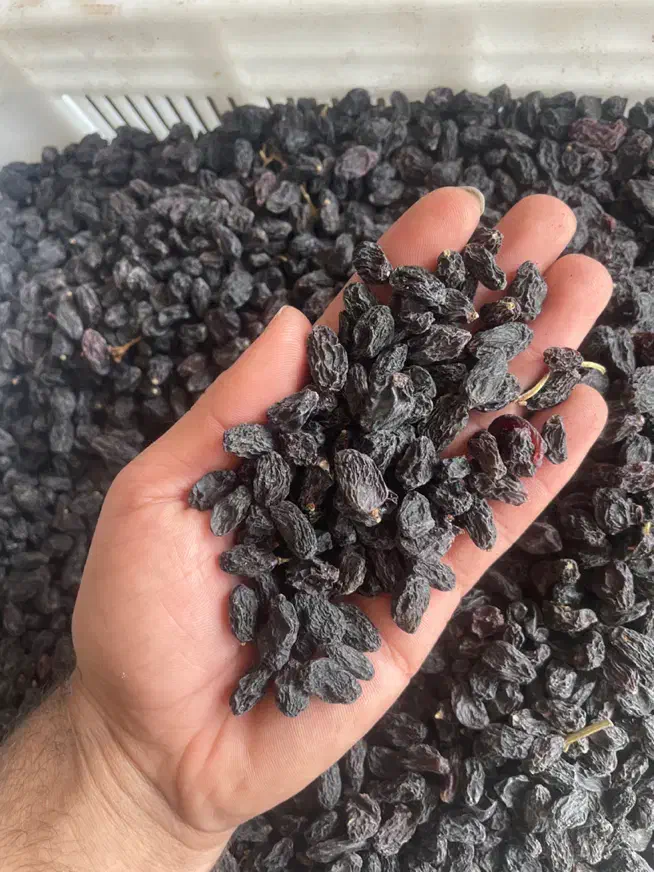 مویز بدون هسته|خوردنی و آشامیدنی|کاشمر, |دیوار