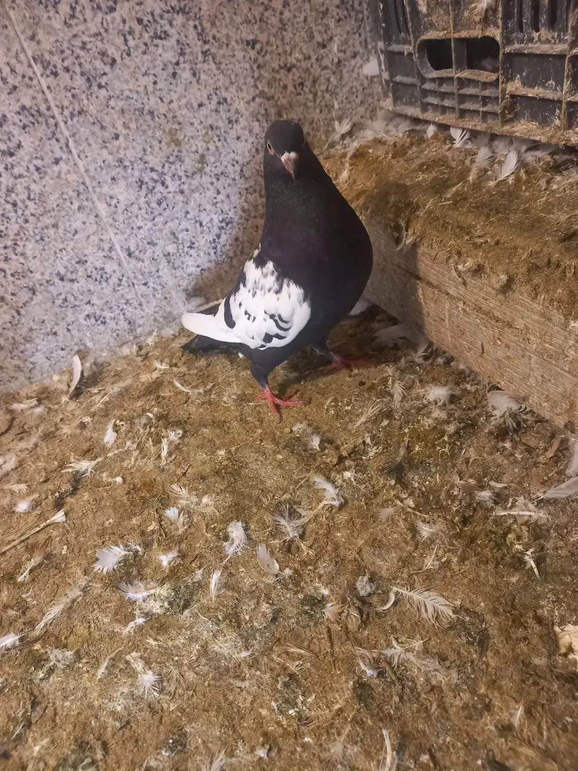 سینه سیاه کبوتر کفتر|پرنده|فسا, |دیوار