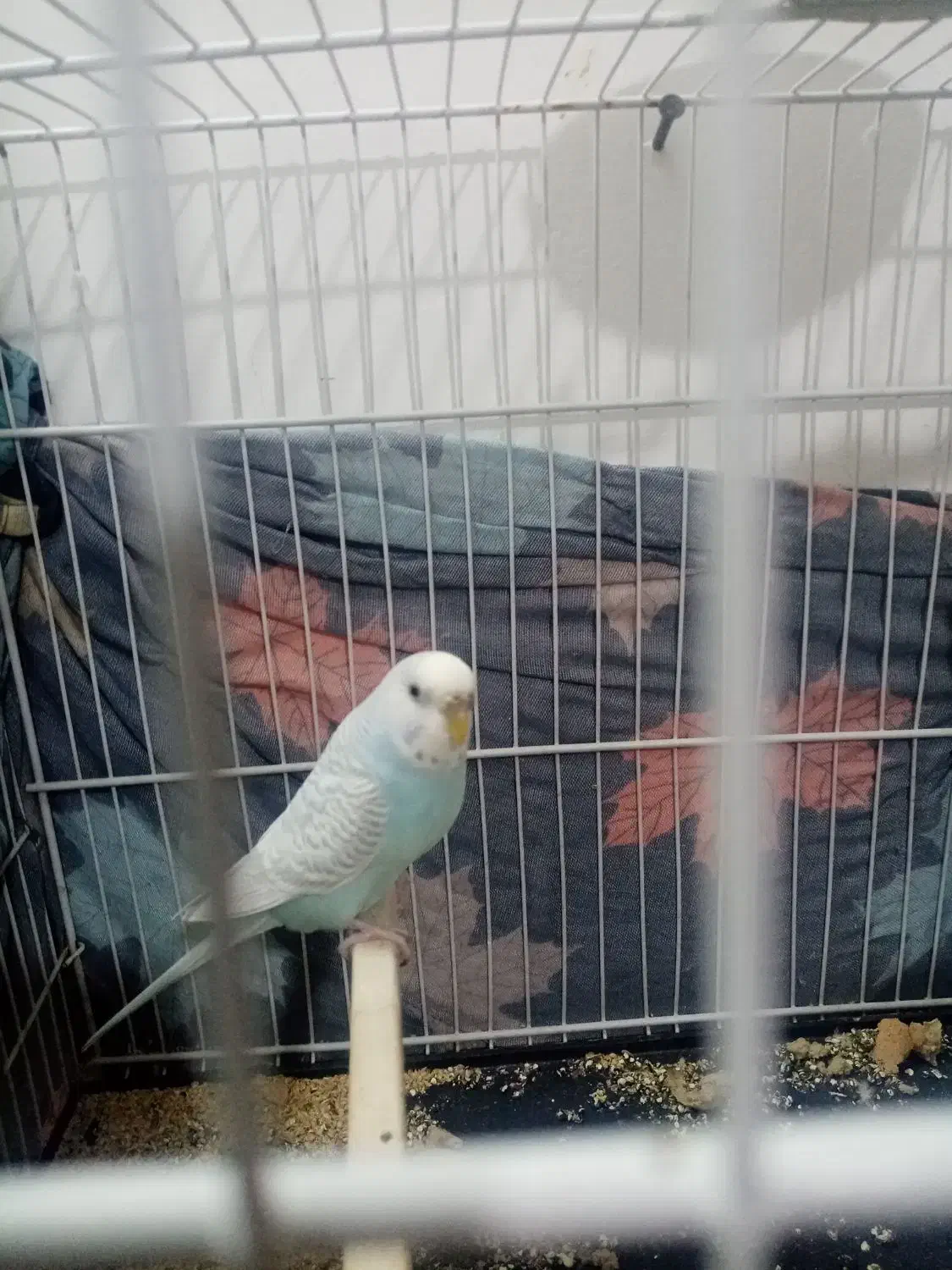 مرغ عسش ماده کاملا دستی حرفه ای|پرنده|تربت جام, فاز ۲ فرهنگیان|دیوار