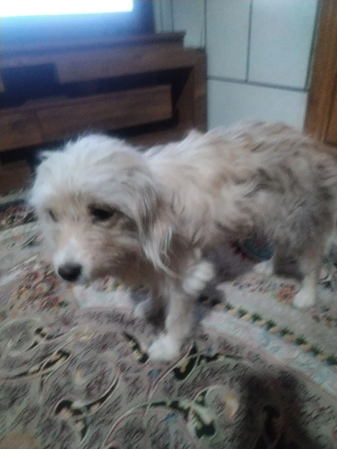 سگ کامل دستی|سگ|اصفهان, هیستان|دیوار