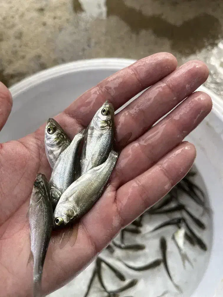 بچه ماهی فیتوفاگ|ماهی|تالش, هشتپر|دیوار